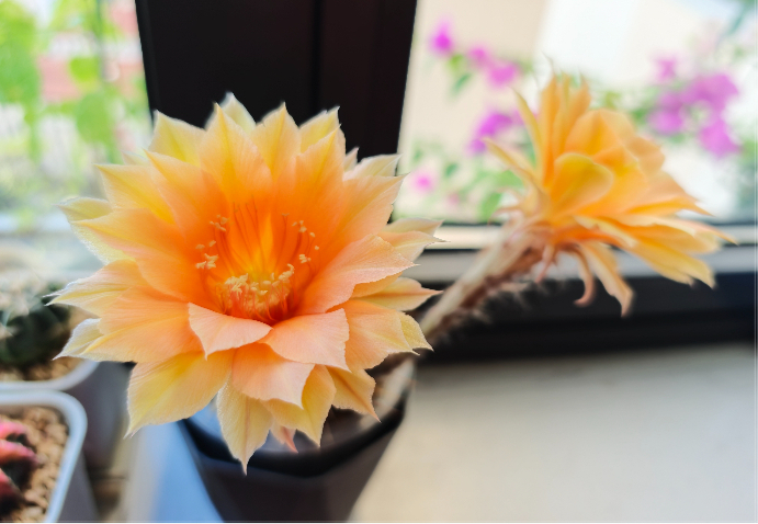 有关JDY与老妹发生巨大分歧