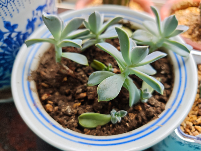 老妈的四周年祭